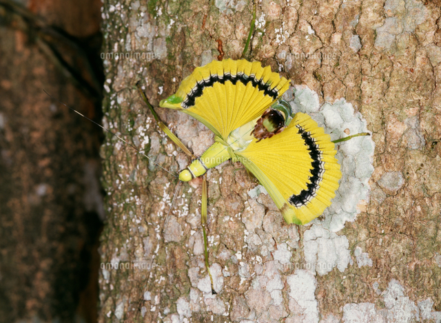 翅を広げて威嚇するセンストビナナフシ[32073000453]の写真・イラスト