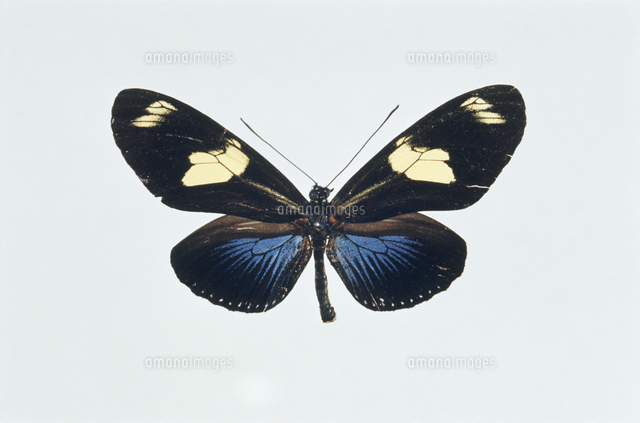 北海道のタテハチョウ 標本 【公式通販】