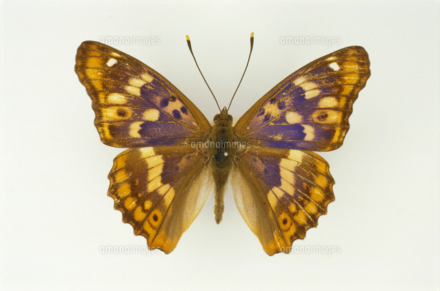 コムラサキ 標本[32073000678]の写真・イラスト素材｜アマナイメージズ