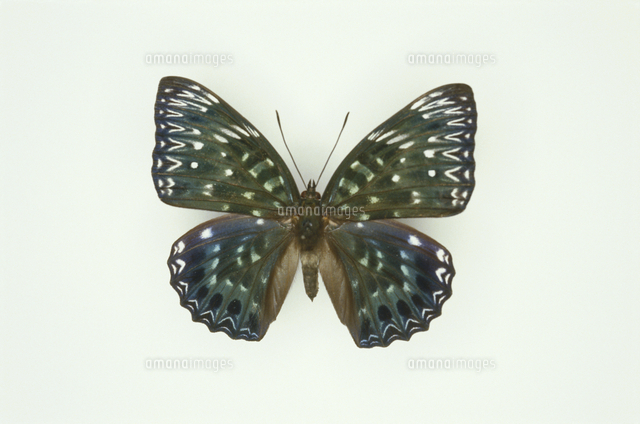 スミナガシ 標本[32073000683]の写真・イラスト素材｜アマナイメージズ