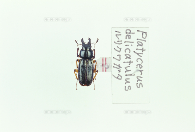 ルリクワガタのオス 標本[32073000691]の写真・イラスト素材｜アマナ
