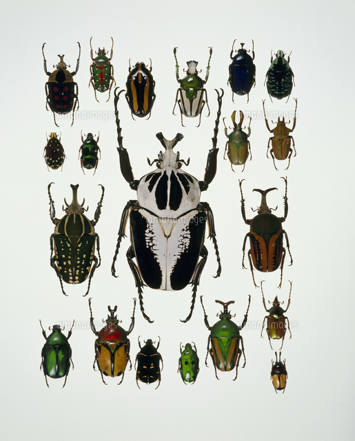珍品　ホーシャハナムグリ　昆虫　標本　　虫 81wt69vZ-7L._AC_UF350,