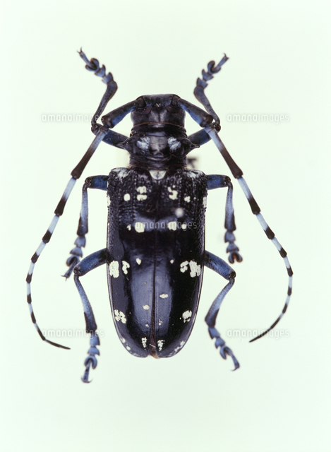 ゴマダラカミキリ 標本[32073000731]の写真・イラスト素材｜アマナ