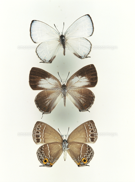 ウラクロシジミの標本 上から オス表 メス表 裏 の写真素材 イラスト素材 アマナイメージズ