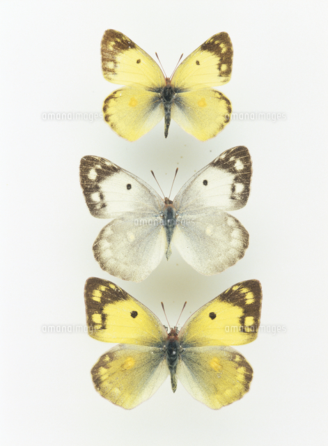 モンキチョウの標本 上から：オス、白メス、黄メス[32073000743]の写真