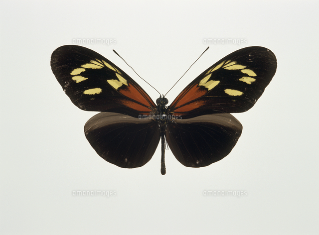 希少 エラートドクチョウ等南米蝶標本採取現状品のみケース42x32x6cm 希少 エラートドクチョウ等南米蝶標本採取現状品のみケース42x32x6cm