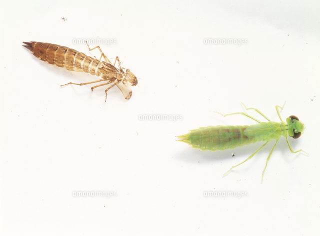 ギンヤンマのヤゴ 脱皮直後 の写真素材 イラスト素材 アマナイメージズ