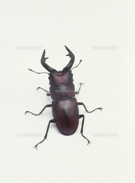 ノコギリクワガタ 標本[32073000781]の写真・イラスト素材｜アマナ