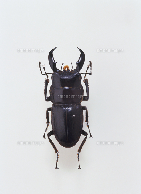 オキナワヒラタクワガタ 標本 オキナワヒラタクワガタ 標本[32073001005]の写真・イラスト素材