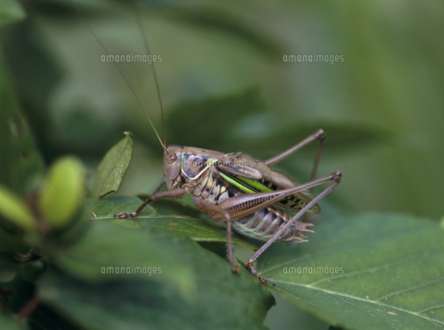 キリギリス 鳴く の写真素材 イラスト素材 アマナイメージズ