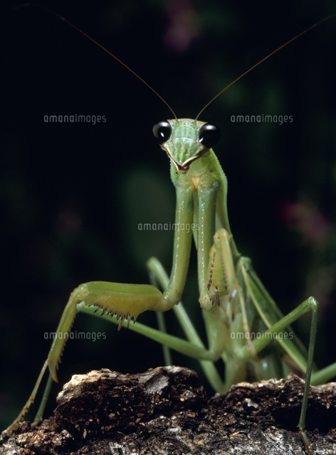 オオカマキリの黒い目 夜 の写真素材 イラスト素材 アマナイメージズ