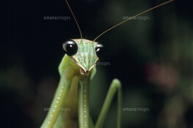 オオカマキリの黒い目 夜 の写真素材 イラスト素材 アマナイメージズ