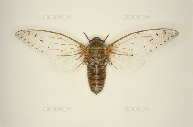 テイオウゼミの標本[32073001479]の写真・イラスト素材｜アマナイメージズ