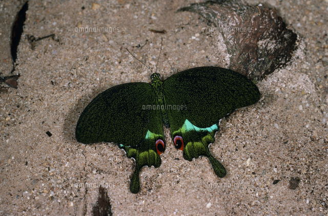 ★ぐやま様☆専用2点★カルナルリモンアゲハとシナカラスアゲハ ☆ぐやま様☆専用2点☆カルナルリモンアゲハとシナカラス