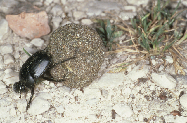スカラベ・ティフォン（ヒジリタマオシコガネ）[32073001580]の写真
