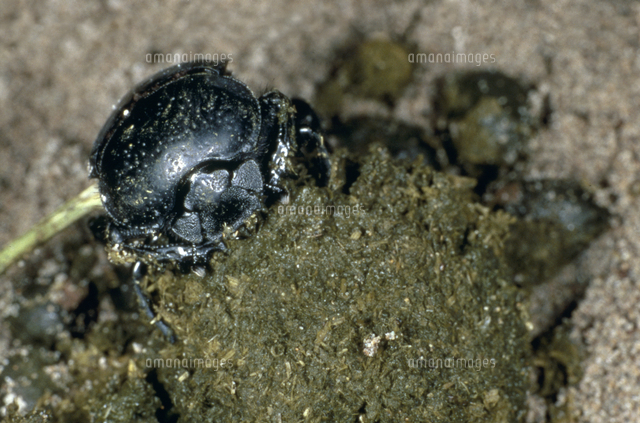 35mm】ピンポンタマオシコガネ 飛べないフンコロガシ オオニジ