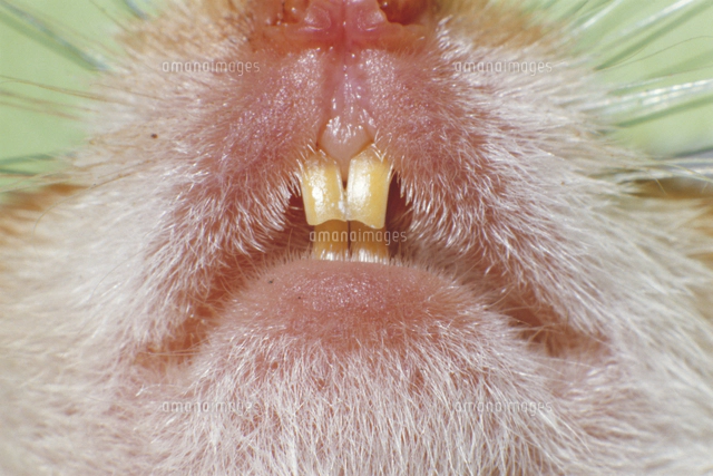 頬袋にヒマワリの種を詰めるゴールデンハムスター 顔 クローズ の写真素材 イラスト素材 アマナイメージズ