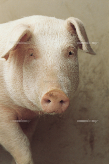 ブタ 顔 の写真素材 イラスト素材 アマナイメージズ