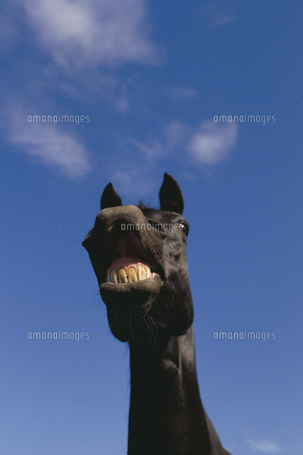 歯をみせるウマの顔 の写真素材 イラスト素材 アマナイメージズ