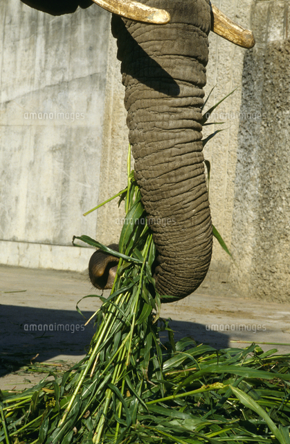 アフリカゾウ 鼻で草をつかむ の写真素材 イラスト素材 アマナイメージズ