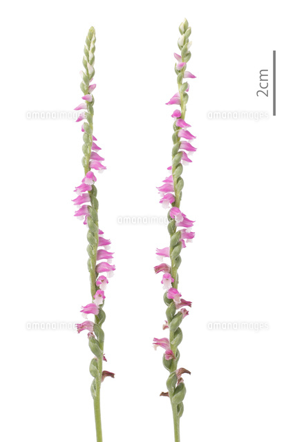 ネジバナ 花 の写真素材 イラスト素材 アマナイメージズ