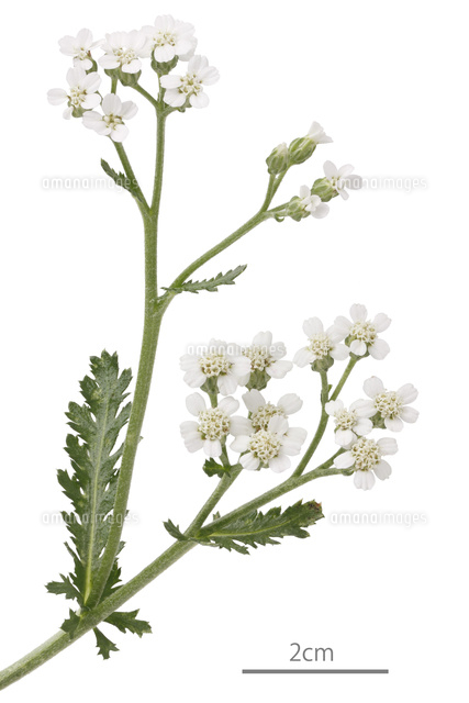 セイヨウノコギリソウ 花 の写真素材 イラスト素材 アマナイメージズ