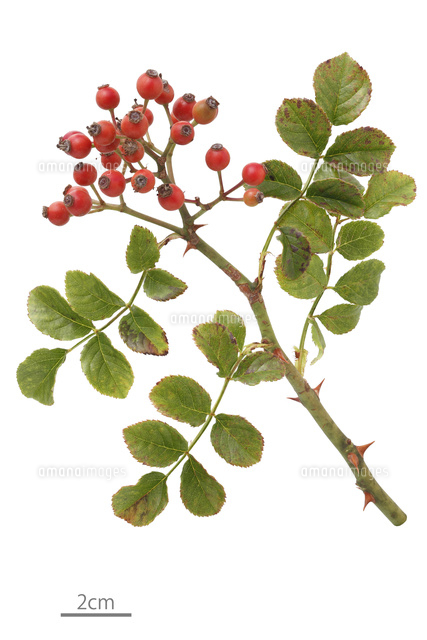 ミントティー様専用 野ばらの実 ノイバラの実 ノイバラの実を収穫しま