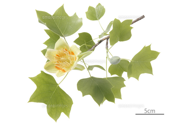 ユリノキ 花 の写真素材 イラスト素材 アマナイメージズ