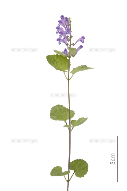 タツナミソウ 花 の写真素材 イラスト素材 アマナイメージズ