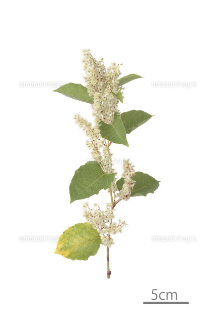 イタドリ 花 の写真素材 イラスト素材 アマナイメージズ