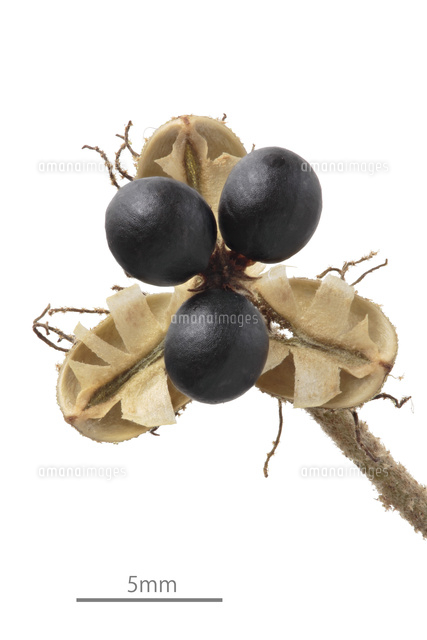 アカメガシワ 実 の写真素材 イラスト素材 アマナイメージズ