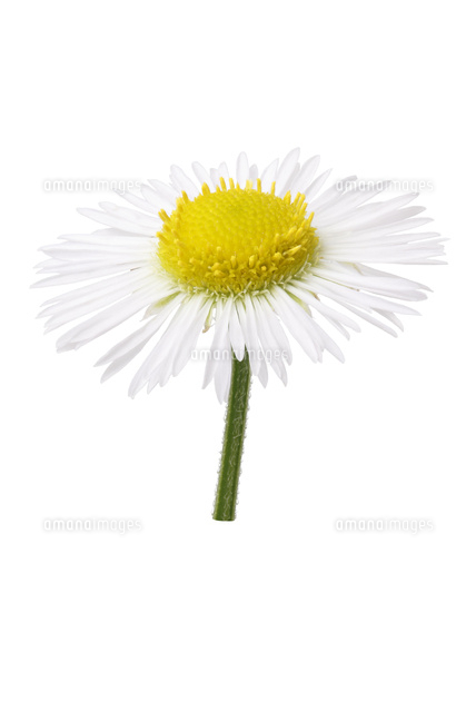 ヒメジョオン 花 の写真素材 イラスト素材 アマナイメージズ