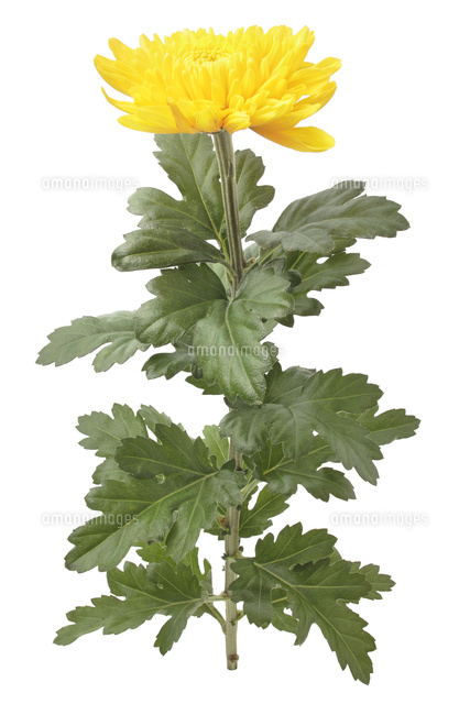 中菊の花 の写真素材 イラスト素材 アマナイメージズ