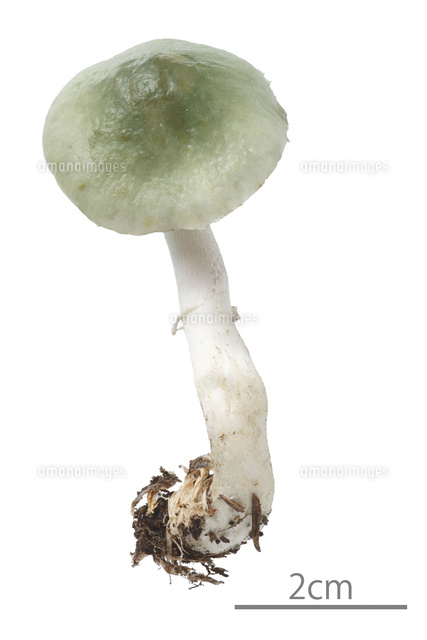 モエギタケ の写真素材 イラスト素材 アマナイメージズ