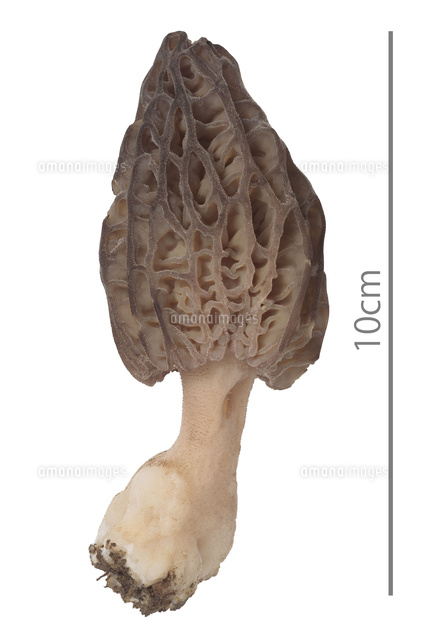 トガリアミガサタケ[32078001116]の写真・イラスト素材｜アマナイメージズ