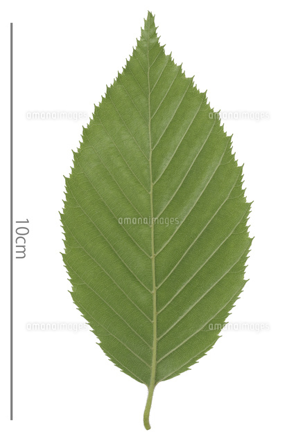 イヌシデの葉 裏面 の写真素材 イラスト素材 アマナイメージズ