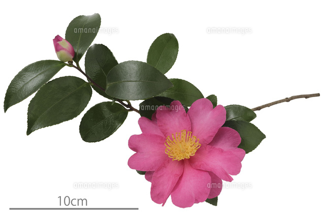 サザンカ の写真素材 イラスト素材 アマナイメージズ