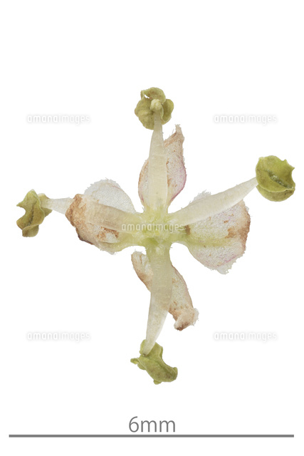 エノキ の写真素材 イラスト素材 アマナイメージズ