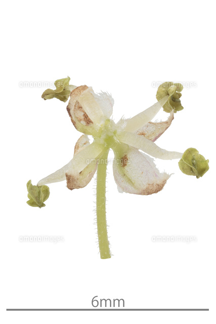 エノキ の写真素材 イラスト素材 アマナイメージズ