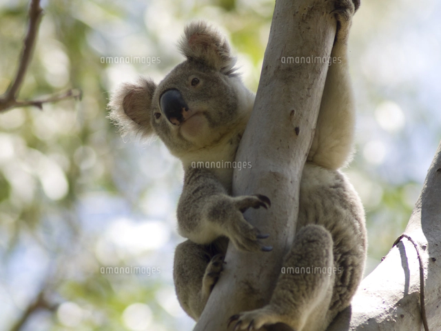 コアラ（亜種victor）[32079000087]の写真・イラスト素材