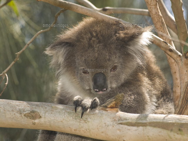 コアラ（亜種victor）[32079000087]の写真・イラスト素材｜アマナ