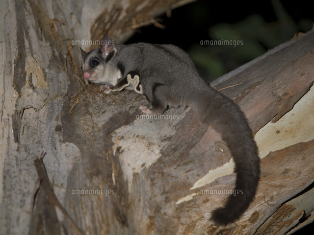 フクロモモンガ の写真素材 イラスト素材 アマナイメージズ