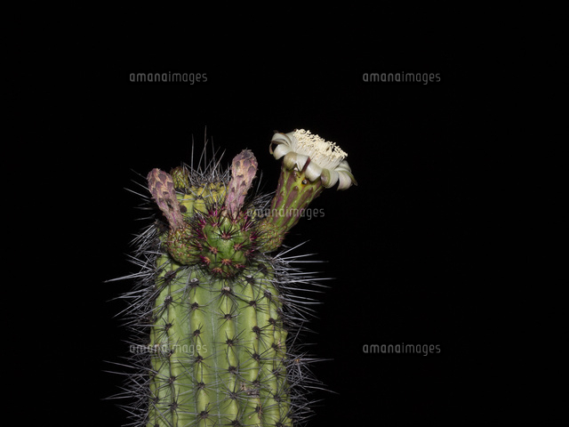 夜に咲くオルガンパイプサボテン（大王閣）の花[32079000372]の写真