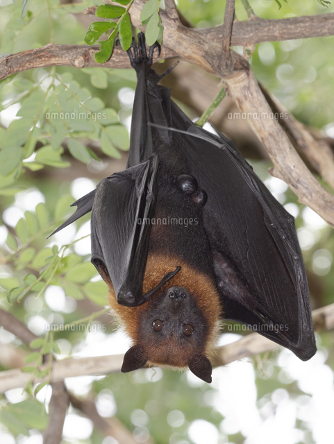 枝にぶら下がって休むライルオオコウモリ の写真素材 イラスト素材 アマナイメージズ