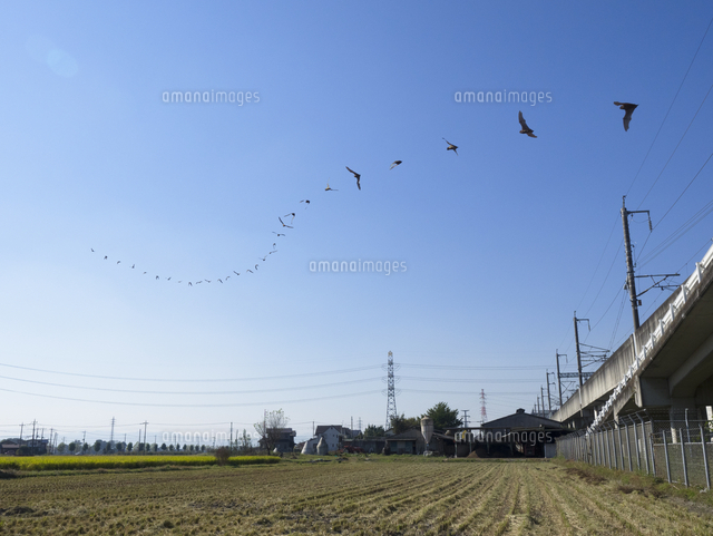 日中飛翔するヤマコウモリ 比較暗合成 の写真素材 イラスト素材 アマナイメージズ