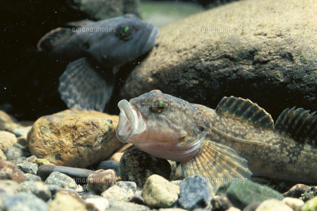 場所をめぐり 口を開けヒレを広げて威嚇するカジカ の写真素材 イラスト素材 アマナイメージズ