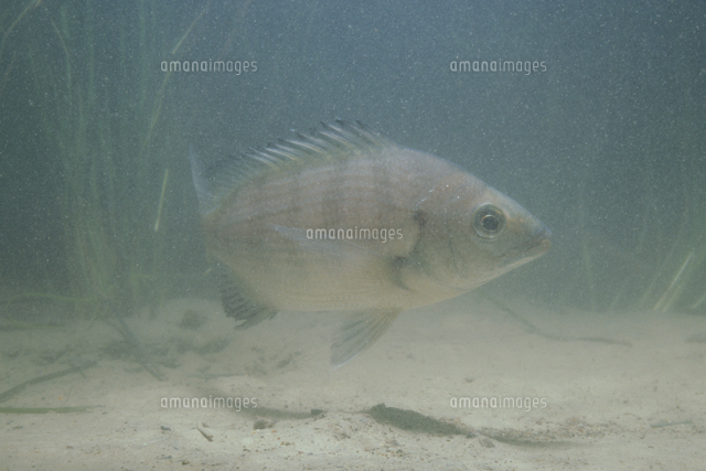 クロダイ の写真素材 イラスト素材 アマナイメージズ