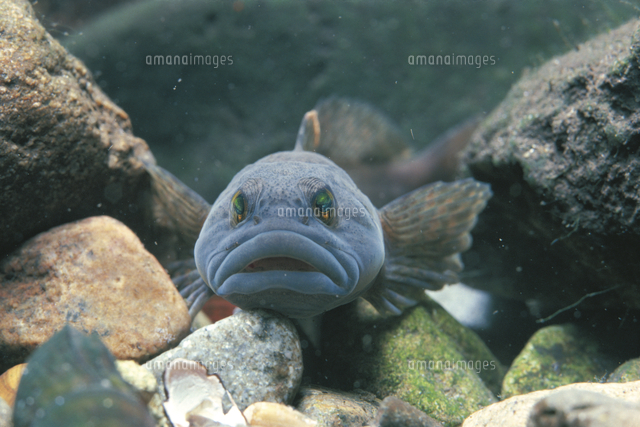 カジカの正面顔 の写真素材 イラスト素材 アマナイメージズ