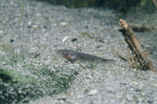 ナマズの稚魚 約2cm の写真素材 イラスト素材 アマナイメージズ