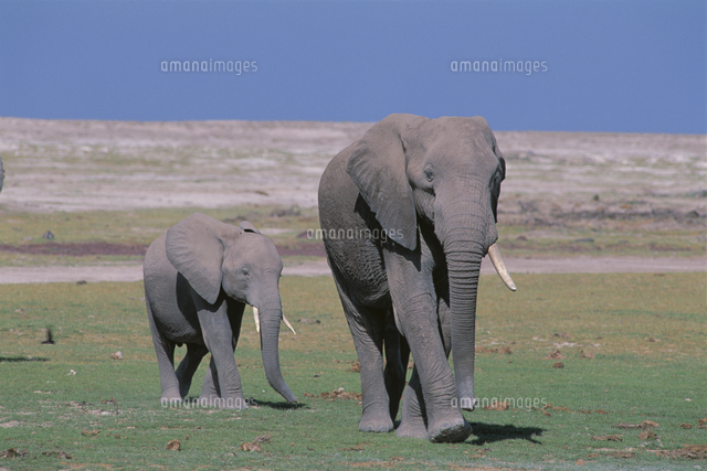 アフリカゾウの母子 の写真素材 イラスト素材 アマナイメージズ